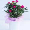 triantafyllia-roz