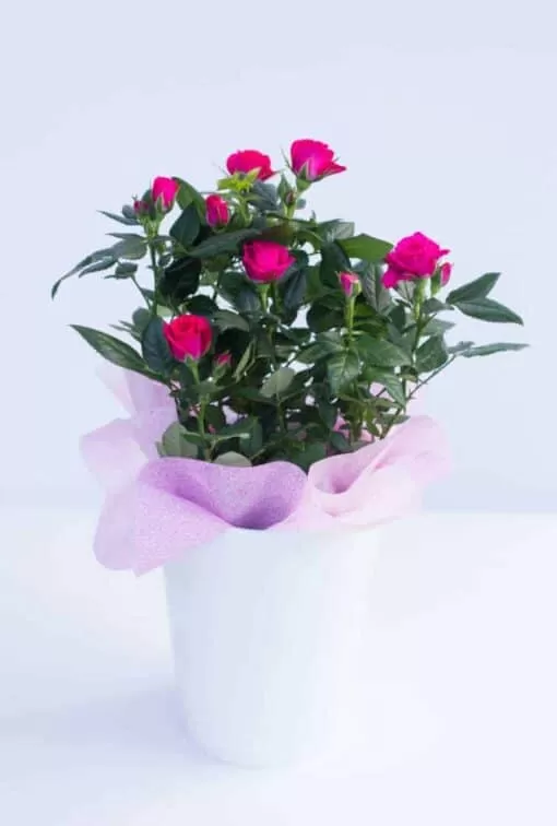 triantafyllia-roz