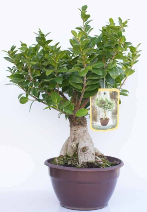 Μπονσάι (bonsai) Γενέθλια - Γιορτή - Επέτειος - Κοινωνικές εκδηλώσεις Ανθοπωλείο Δραγατάκη