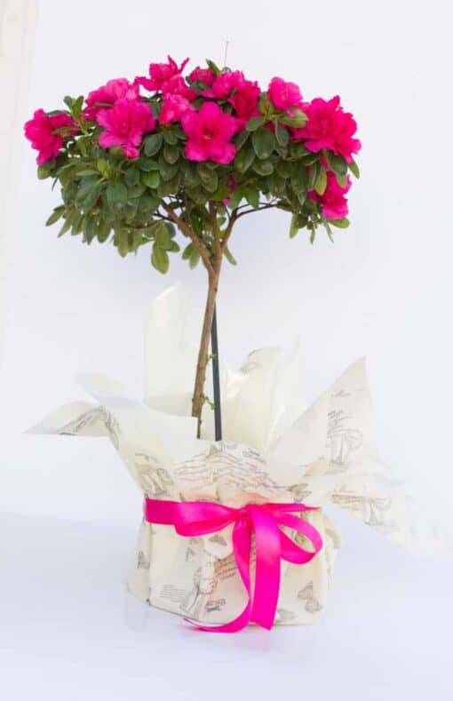 Αζαλέα ροζ δενδρώδης Γενέθλια - Γιορτή - Επέτειος - Κοινωνικές εκδηλώσεις Ανθοπωλείο Δραγατάκη