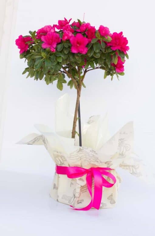 Αζαλέα ροζ δενδρώδης Γενέθλια - Γιορτή - Επέτειος - Κοινωνικές εκδηλώσεις Ανθοπωλείο Δραγατάκη | Αποστολή λουλουδιών στην Αθήνα |Μαρούσι-Βόρεια Προάστια 2