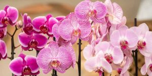 Βασικές συμβουλές φροντίδας για την ορχιδέα Phalaenopsis