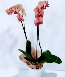 Ορχιδέα φαλαίνοψις (Phalaenopsis) δίχρωμη ροζ πορτοκαλί