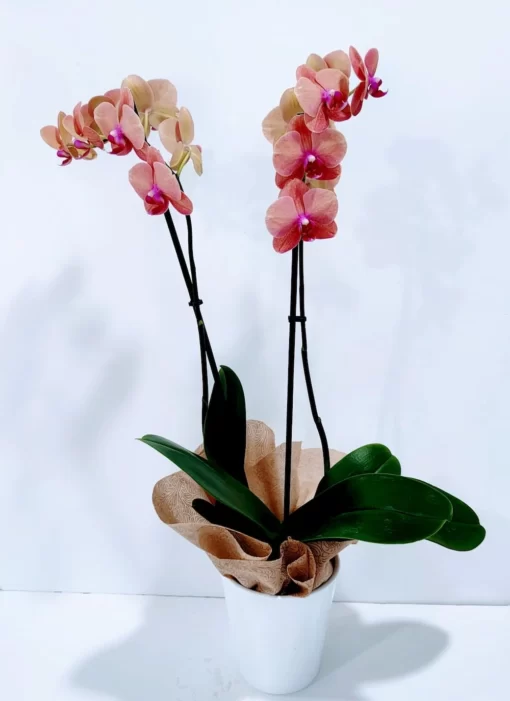 Ορχιδέα φαλαίνοψις (Phalaenopsis) δίχρωμη ροζ πορτοκαλί