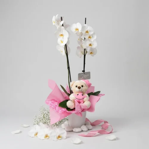 orchidea-doro-neogennito-maroysi-phalaenopsis-dragatakis-flowers