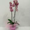Ορχιδέα φαλαίνοψις (Phalaenopsis) μωβ σε γυαλί