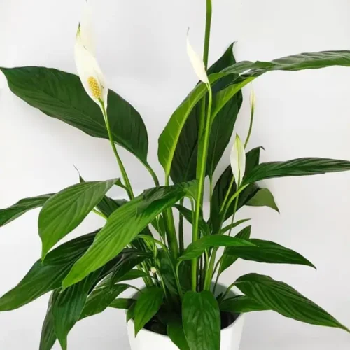 Σπαθίφυλλο 40cm