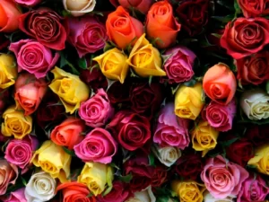 Τι συμβολίζει κάθε χρώμα στα τριαντάφυλλα