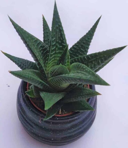 Παχύφυτο Haworthia Limifolia Φυτά Ανθοπωλείο Δραγατάκη