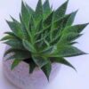 Παχύφυτο Haworthia Limifolia Φυτά Ανθοπωλείο Δραγατάκη 2
