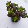 Παχύφυτο Haworthia Limifolia Φυτά Ανθοπωλείο Δραγατάκη 3