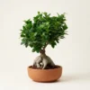 ficus-bonsai-anthektika-fyta-esoterikou-chorou-dragatakis-flowers-marousi