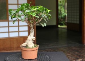 Bonsai Ficus Tree 60cm 1