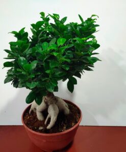 Αλεξανδρινό (ποϊνσέτια) 60cm Φυτά Ανθοπωλείο Δραγατάκη
