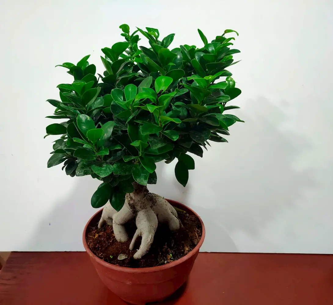 Bonsai Ficus Ginseng 60cm – Εντυπωσιακό Διακοσμητικό Φυτό σε Γλάστρα Φυτό εσωτερικού χώρου Bonsai Ficus Ginseng 60cm - Dragatakis Flowers.
