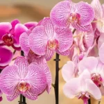 Φροντίδα ορχιδέας Phalaenopsis - Dragatakis Flowers Μαρούσι