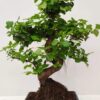 Bonsai Ulmus Parvifolia 40cm Φυτά Ανθοπωλείο Δραγατάκη 3