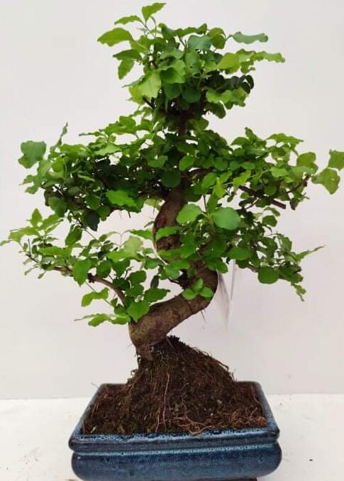 Μπονσάι (bonsai) Λίγουστρο (LIGUSTRUM) 30cm