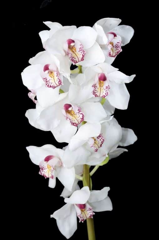 Ορχιδέα Συμπίντιουμ Λευκή Λουλούδια βάζου Ανθοπωλείο Δραγατάκη