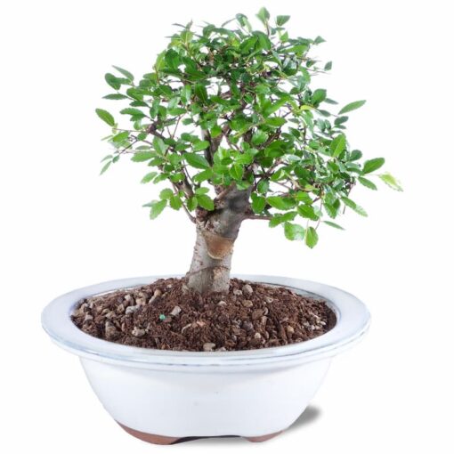 Μπονσάι (bonsai) Ulmus Parvifolia 40cm