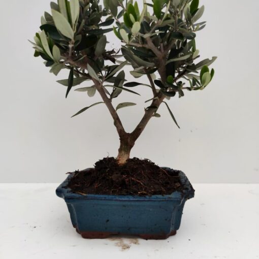 Μπονσάι (bonsai) ελιά 30cm