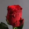 Ιβουάρ Τριαντάφυλλα 70cm 2 Ιβουάρ Τριαντάφυλλα 70cm Dragatakis Flowers Marousi 2