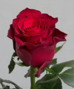 Τριαντάφυλλα Rhodos εισαγωγής 60cm