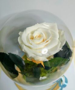 Forever Roses λευκό σε γυάλινη καμπάνα Forever Roses - Eternal Roses - Preserved Roses Ανθοπωλείο Δραγατάκη 2