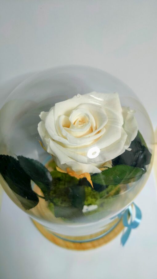 Forever Roses λευκό σε γυάλινη καμπάνα Forever Roses - Eternal Roses Ανθοπωλείο Δραγατάκη | Αποστολή λουλουδιών στην Αθήνα |Μαρούσι-Βόρεια Προάστια 2