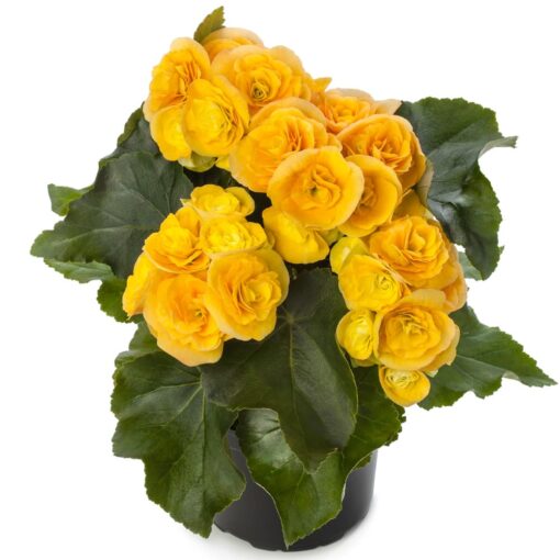 Βιγόνια κίτρινη Γενέθλια - Γιορτή - Επέτειος - Κοινωνικές εκδηλώσεις Ανθοπωλείο Δραγατάκη | Αποστολή λουλουδιών στην Αθήνα |Μαρούσι-Βόρεια Προάστια