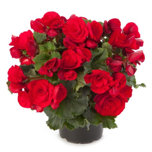 Βιγόνια κόκκινη Γενέθλια - Γιορτή - Επέτειος - Κοινωνικές εκδηλώσεις Ανθοπωλείο Δραγατάκη | Αποστολή λουλουδιών στην Αθήνα |Μαρούσι-Βόρεια Προάστια