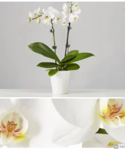 Ορχιδέα φαλαίνοψις (Phalaenopsis) λευκή σε κεραμική γλάστρα