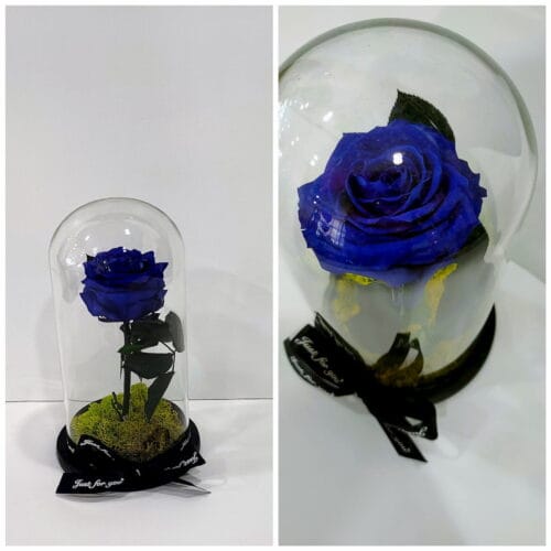 1 Forever Rose Navy Blue σε γυάλινη καμπάνα