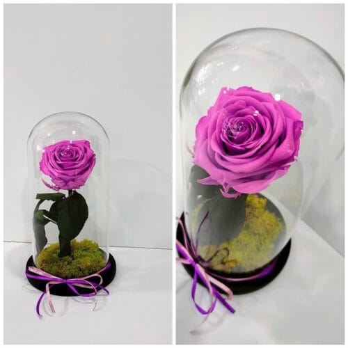 1 Forever Roses φούξια σε γυάλινη καμπάνα
