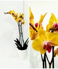 Ορχιδέα φαλαίνοψις (Phalaenopsis) κίτρινη σε κεραμική γλάστρα