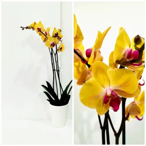 Ορχιδέα φαλαίνοψις (Phalaenopsis) κίτρινη σε κεραμική γλάστρα