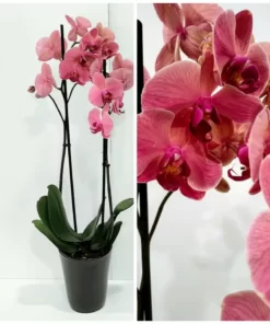 Ορχιδέα φαλαίνοψις (Phalaenopsis) ροδακινί σε κεραμική γλάστρα