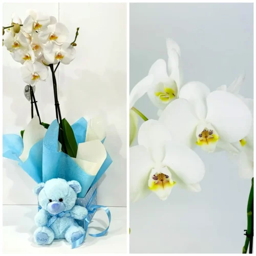 Ορχιδέα φαλαίνοψις (Phalaenopsis) διπλή σε τετράγωνο κουτί με λούτρινο ζωάκι
