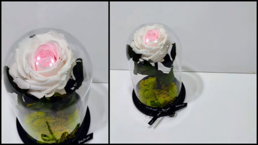 Forever Rose λευκό ροζ σε γυάλινη καμπάνα Forever Roses - Eternal Roses Ανθοπωλείο Δραγατάκη | Αποστολή λουλουδιών στην Αθήνα |Μαρούσι-Βόρεια Προάστια