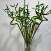 Ηλίανθος ή ηλιοτρόπιο Λουλούδια βάζου Ανθοπωλείο Δραγατάκη 3