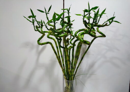 Lucky Bamboo 60cm Γενέθλια - Γιορτή - Επέτειος - Κοινωνικές εκδηλώσεις Ανθοπωλείο Δραγατάκη | Αποστολή λουλουδιών στην Αθήνα |Μαρούσι-Βόρεια Προάστια