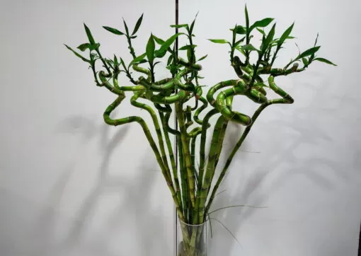 Lucky Bamboo 60cm Λουλούδια βάζου Ανθοπωλείο Δραγατάκη