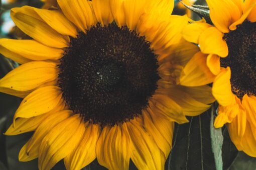 Ηλίανθος ή ηλιοτρόπιο, ένα φυτό γεμάτο φως Γενέθλια - Γιορτή - Επέτειος - Κοινωνικές εκδηλώσεις Ανθοπωλείο Δραγατάκη | Αποστολή λουλουδιών στην Αθήνα |Μαρούσι-Βόρεια Προάστια