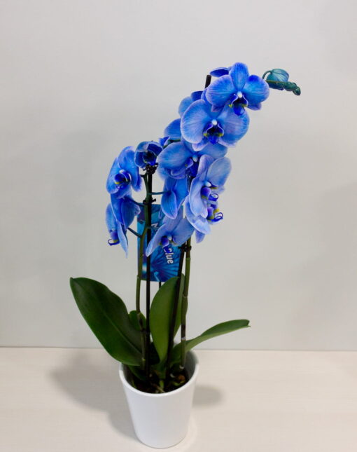 Ορχιδέα φαλαίνοψις (Phalaenopsis) μπλε