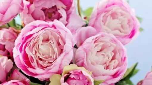 Παιώνιες ροζ Λουλούδια βάζου Ανθοπωλείο Δραγατάκη