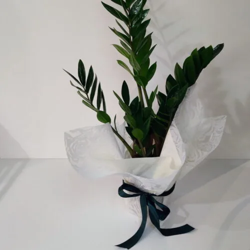 Ζάμια 60cm