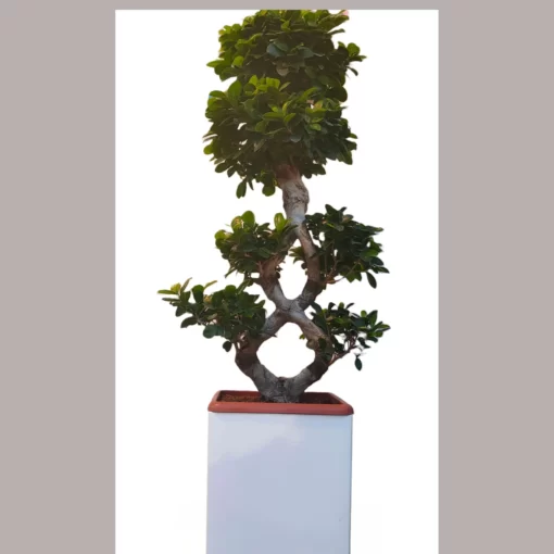 Bonsai-ficus tree 110cm