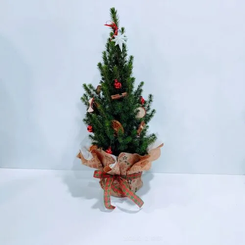Έλατο - πικέα 60cm