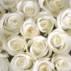 Τριαντάφυλλα λευκά ecuador 70cm