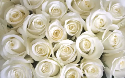 Τριαντάφυλλα λευκά ecuador 70cm